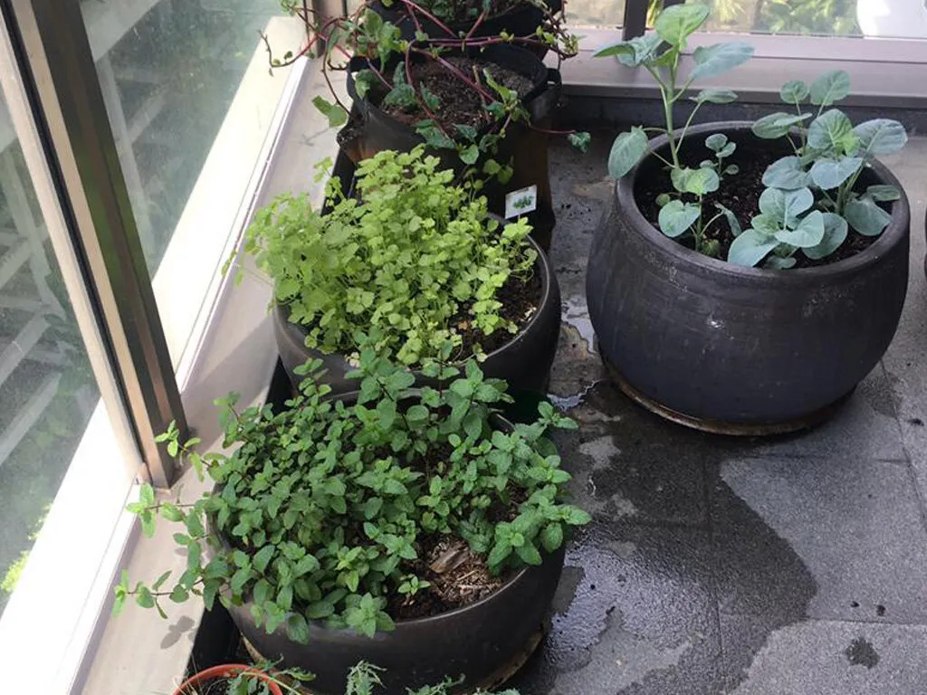 balconyfarm