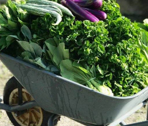 Veggies Organic, fresh vegetables