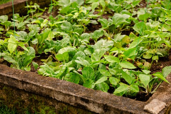 Fresh organic vegetables Fresh organic vegetables