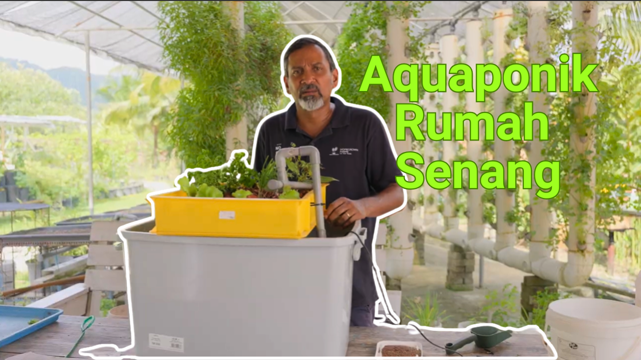 Akuaponik aquaponic aquaponik di rumah Akuaponik aquaponic aquaponik di rumah
